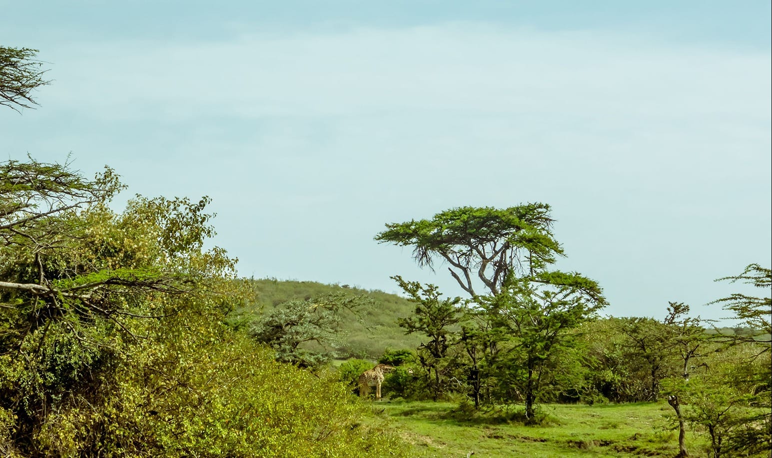 Green African savannah with acacia trees